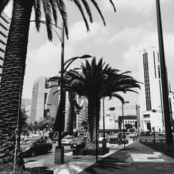 Palm trees against cloudy sky