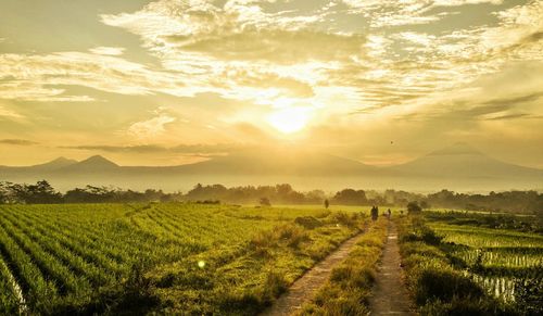 Scenic view of rice field against cloudy sky during sunrise