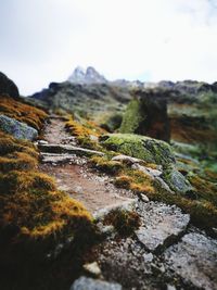 Close-up of moss on rock against sky