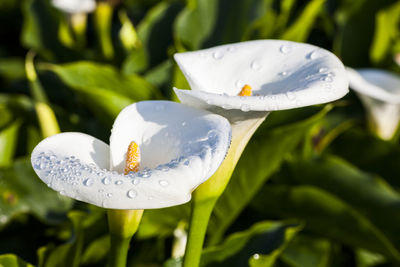 Beautiful white calla lily flowers blooming in the field of jhuzihu in taipei, taiwan. 