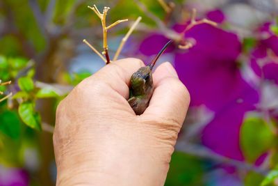 Close-up of hand holding plant