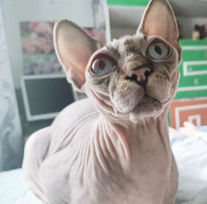 Close-up portrait of a cat on bed at home