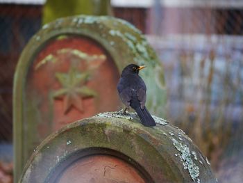 Close-up of bird perching outdoors