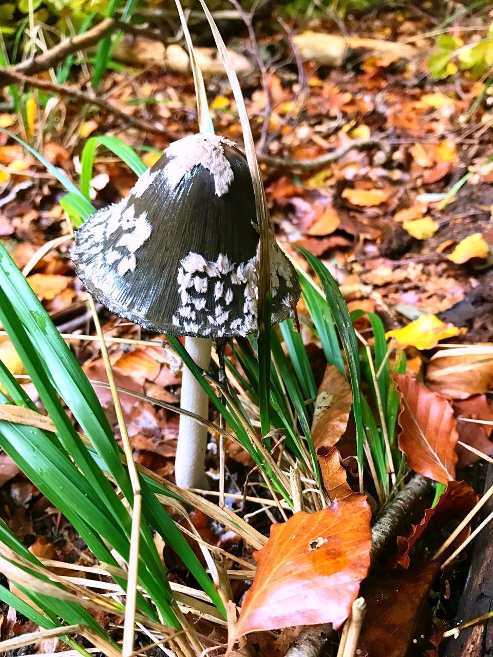 CLOSE-UP OF MUSHROOMS IN AUTUMN