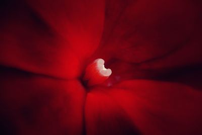 Close-up of red flower