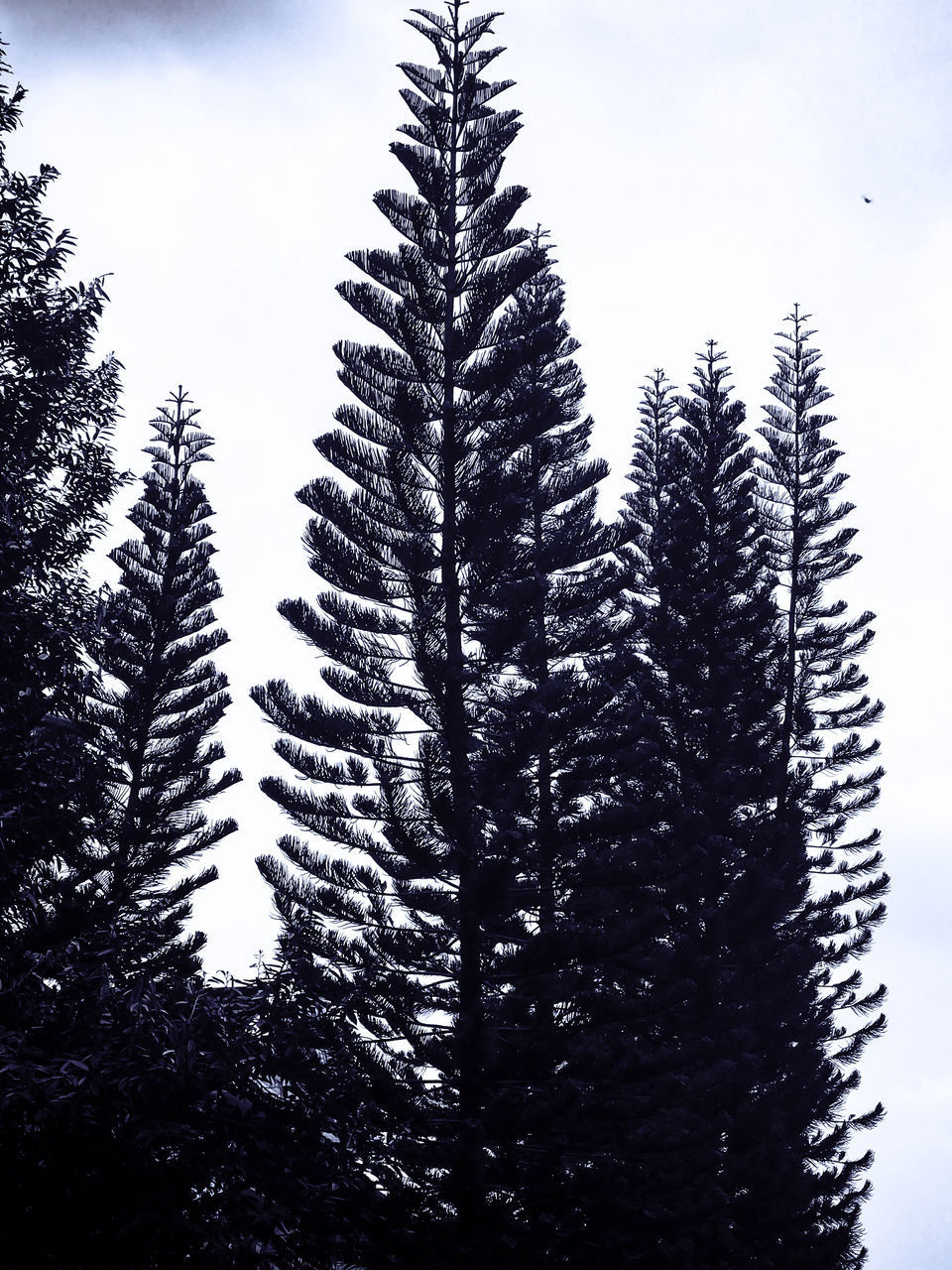 PINE TREES AGAINST SKY DURING WINTER