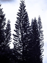 Pine trees in forest against sky during winter