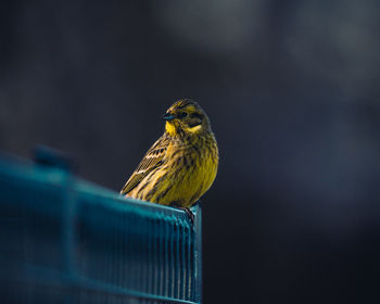 Bird sitting on a fence