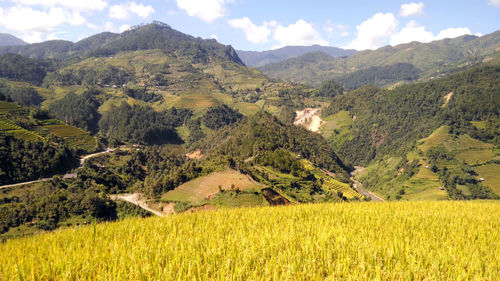 Scenic view of agricultural field against sky