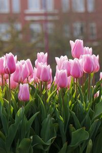 Close-up of pink flowering plants