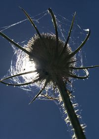 Low angle view of flower against blue sky