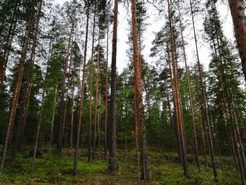 Pine trees in forest against sky