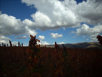 Scenic view of field against cloudy sky