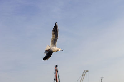 Low angle view of seagull flying