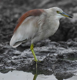 Close-up of bird perching on leaf