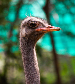 Close-up of ostrich outdoors