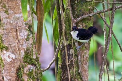 Bird perching on a tree