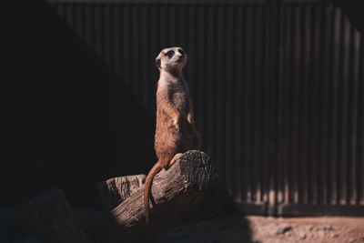 View of a monkey looking away