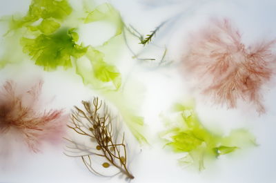 High angle view of white flowering plant on table