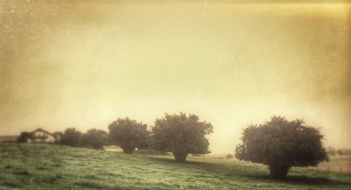 Trees on grassy field