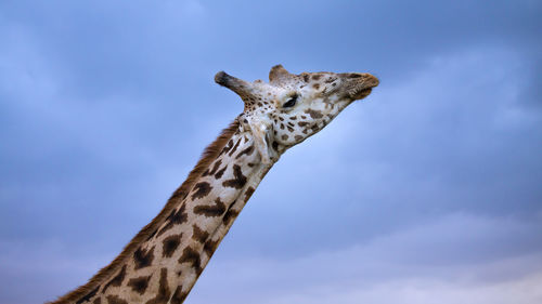 Giraffe in the wild, africa