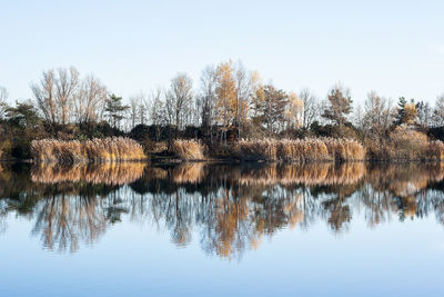 Trees against clear sky