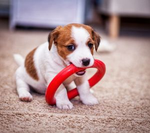 Close-up of puppy playing with ring