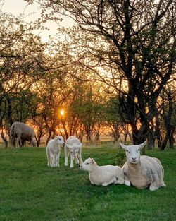 View of sheep on field