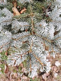 Close-up of pine tree during winter