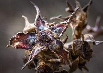 Close-up of dried flowering plant