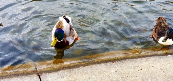 High angle view of duck swimming in lake