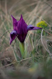 Close-up of purple crocus blooming outdoors