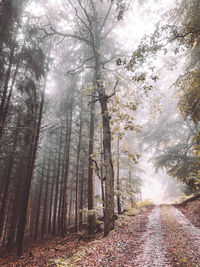 Road amidst trees in forest