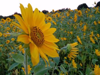 Close-up of yellow flowering plant on field