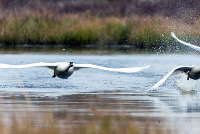 Birds in water