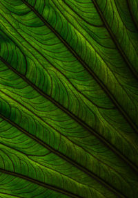 Full frame shot of green leaf