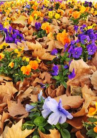 Close-up of multi colored flowers