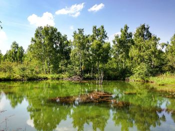 Scenic view of lake in forest against sky