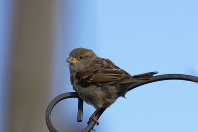 Low angle view of bird perching on metal against clear sky