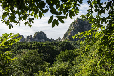 Panoramic view of trees against sky