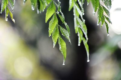 Close-up of wet plant leaves