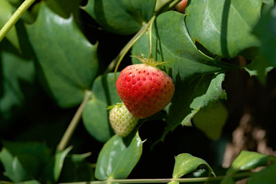 Close-up of strawberries on plant