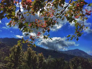 Low angle view of trees against sky