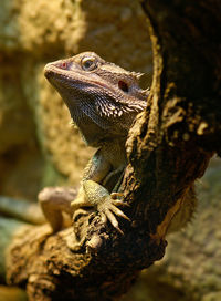 Close-up of a lizard