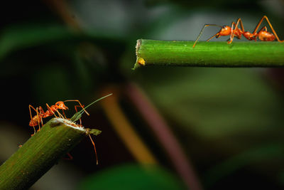 Close-up of insect on leaf