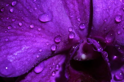 Close-up of water drops on pink rose