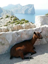 Goat relaxing on dirt road by stone wall