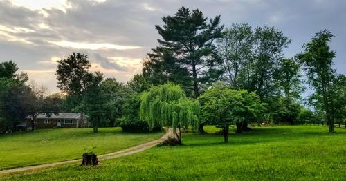 Trees on field against sky