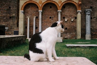 Cat sitting by brick wall against built structure