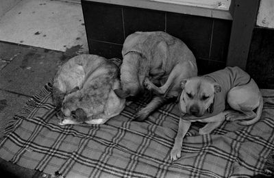 Dog sleeping on floor